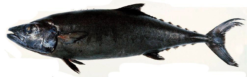 Lepidocybium flavobrunneum_06.jpg